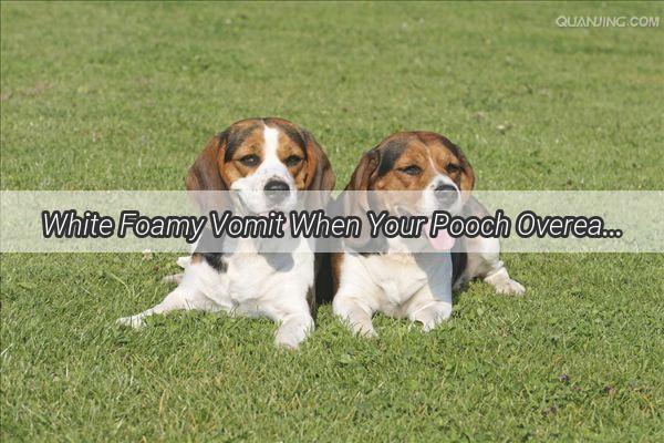 White Foamy Vomit When Your Pooch Overeats and What It Means for Their Health